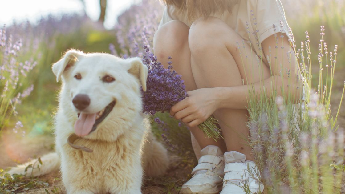 Is Lavender Safe for Dogs?