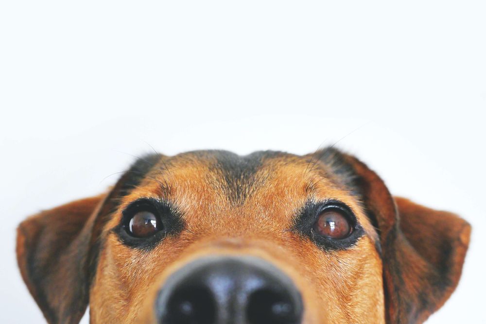 What is the Most Common Skin Condition on Dogs?