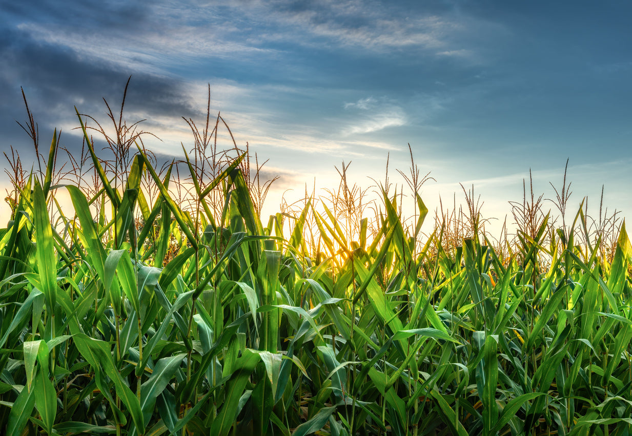 Corn.jpg