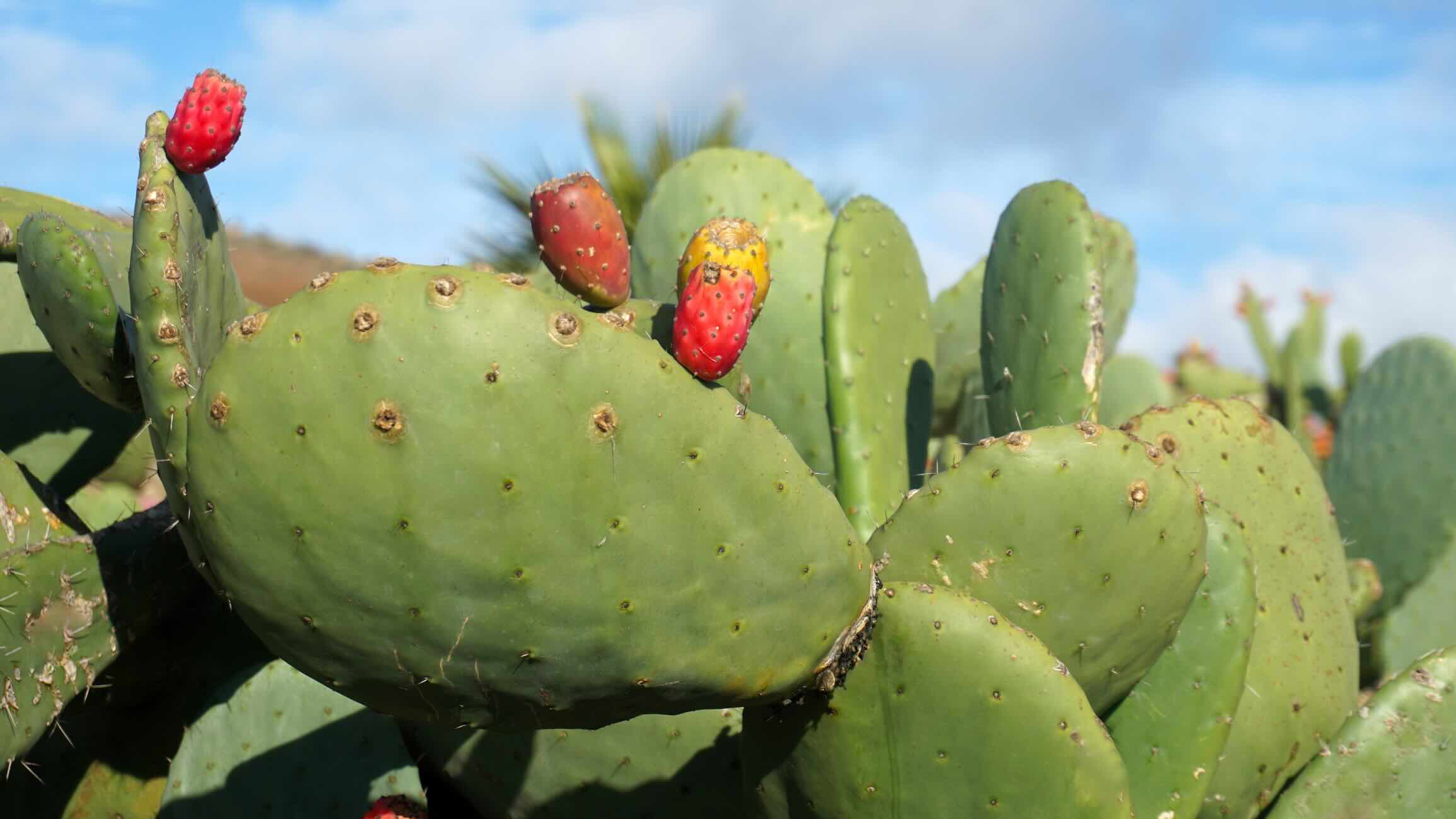 Prickly Pear Oil