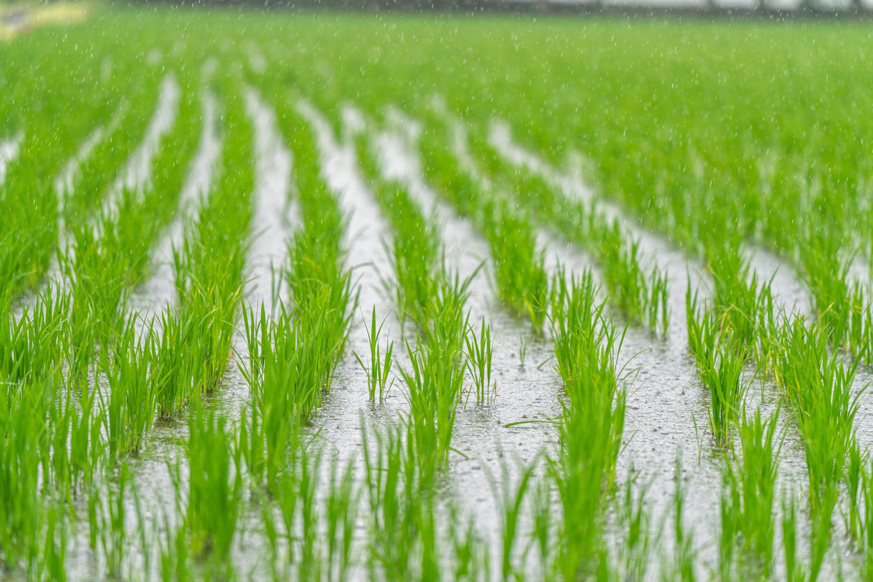 Rice