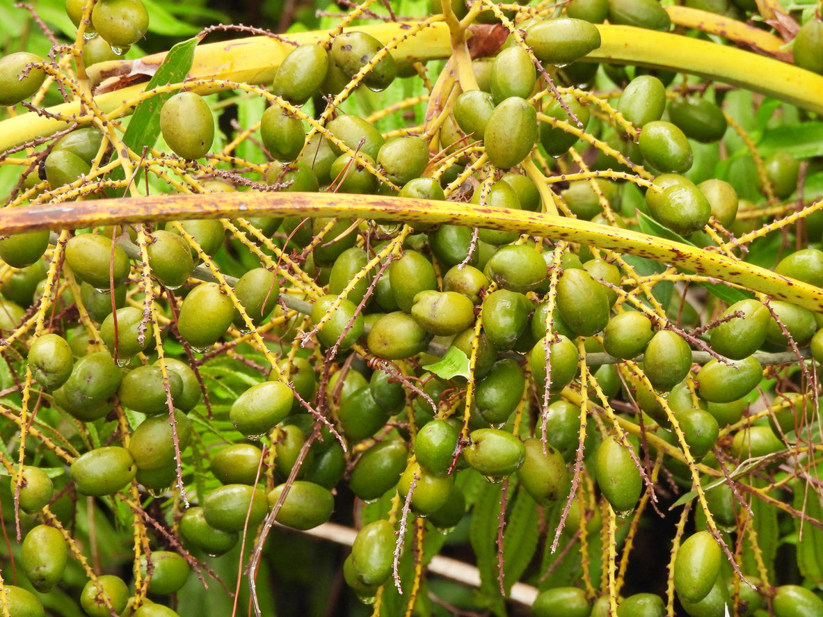 Saw_Palmetto.jpg