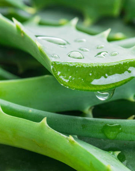 Aloe Vera