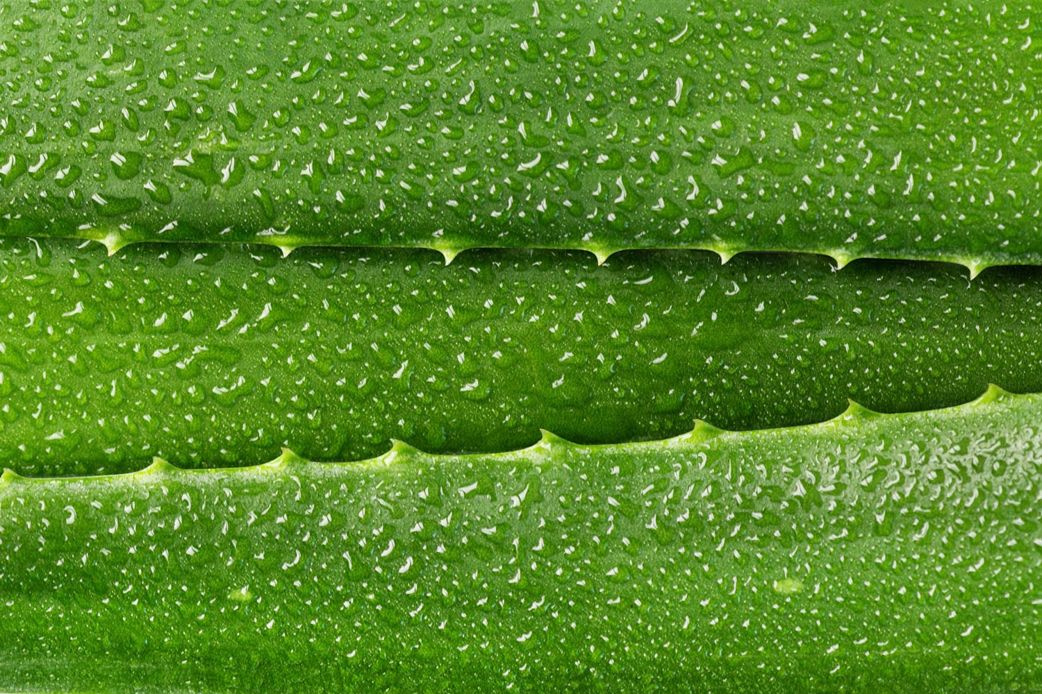 iStock-1369616379.jpg