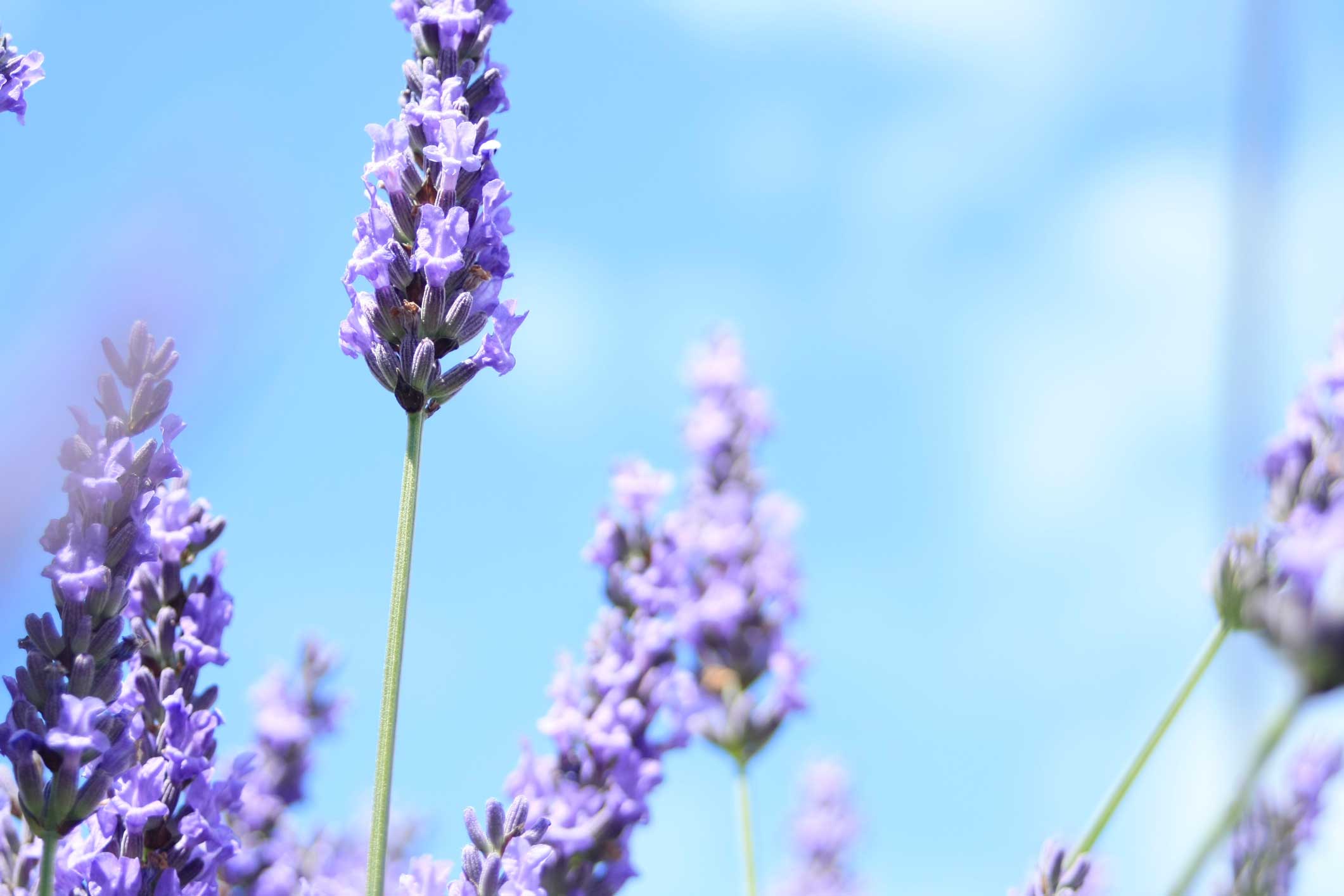 Lavender Essential Oil