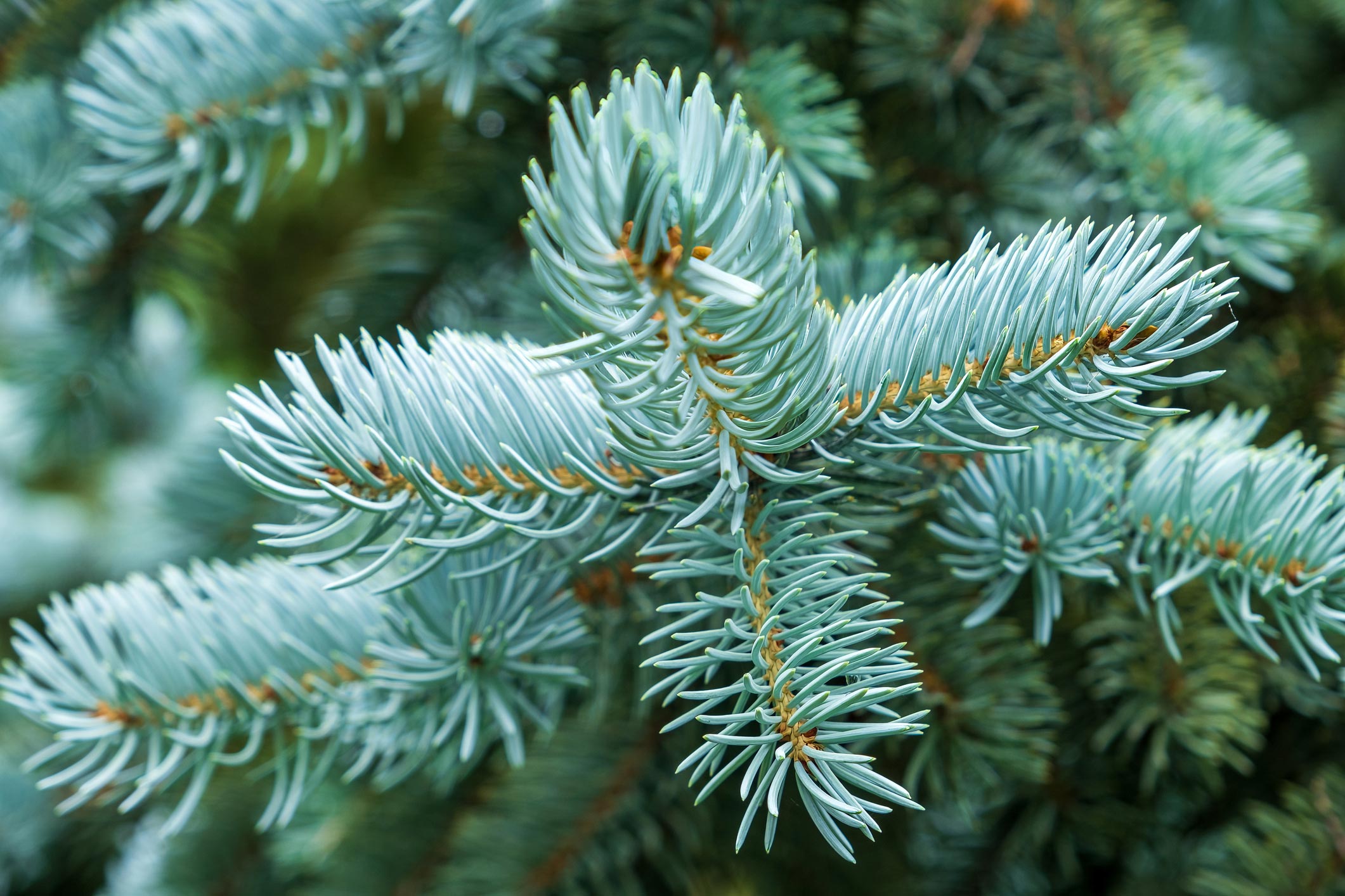 Fir Balsam Oil