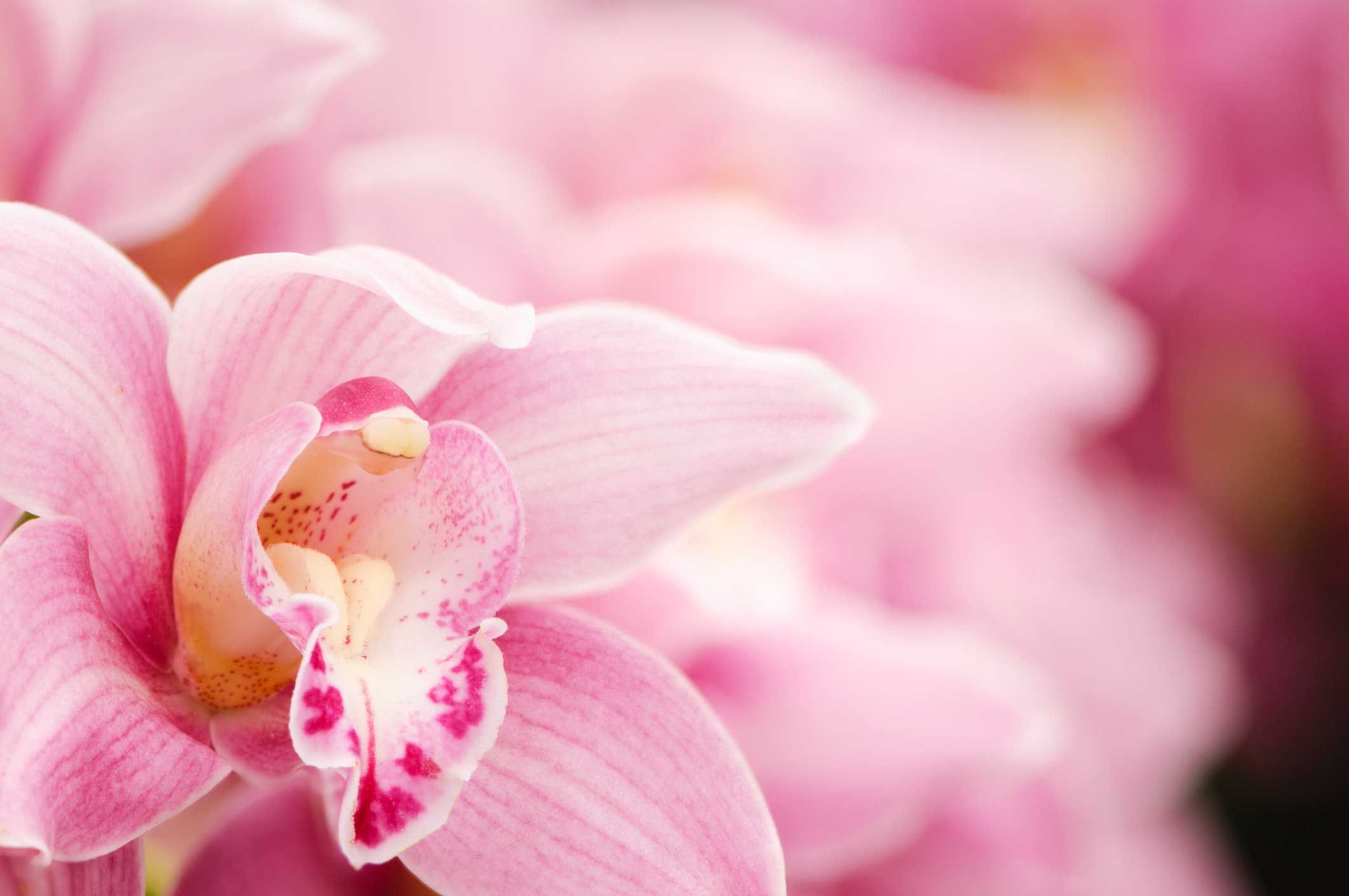 Orchid Oil
