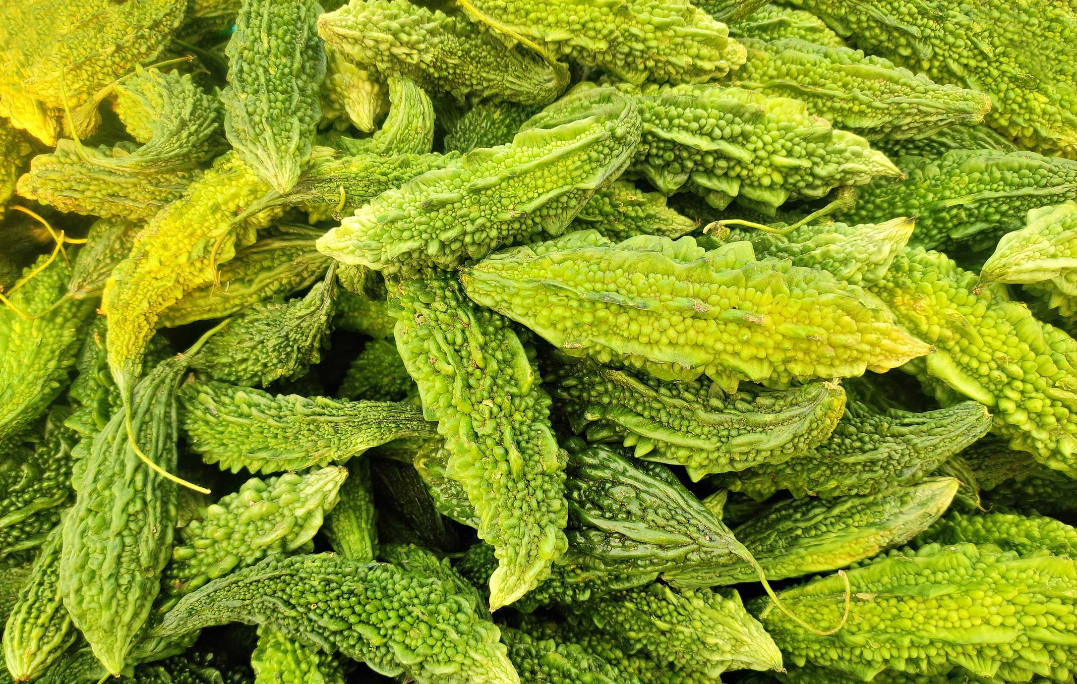 Bitter Melon Powder