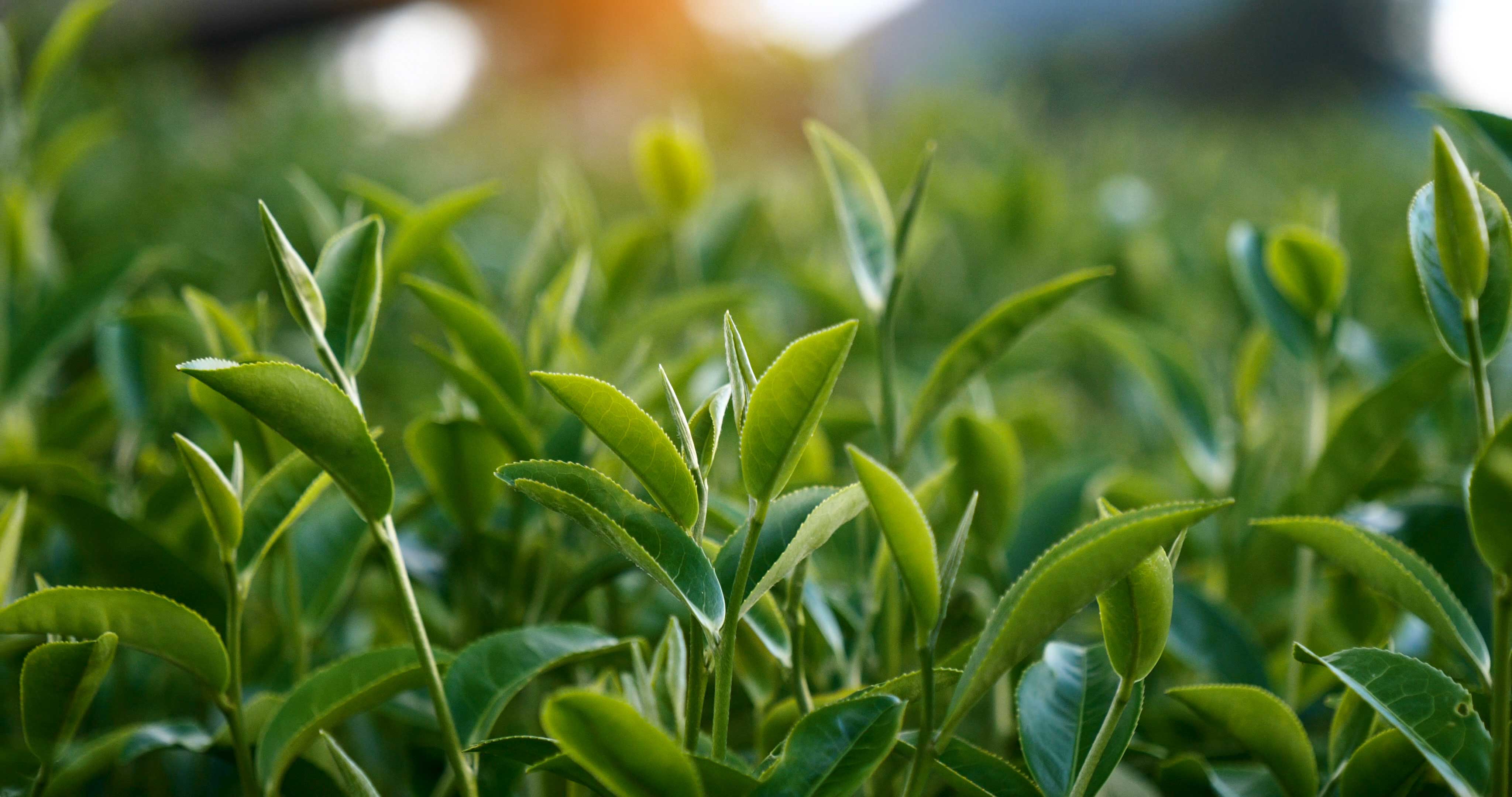Green Tea Extract