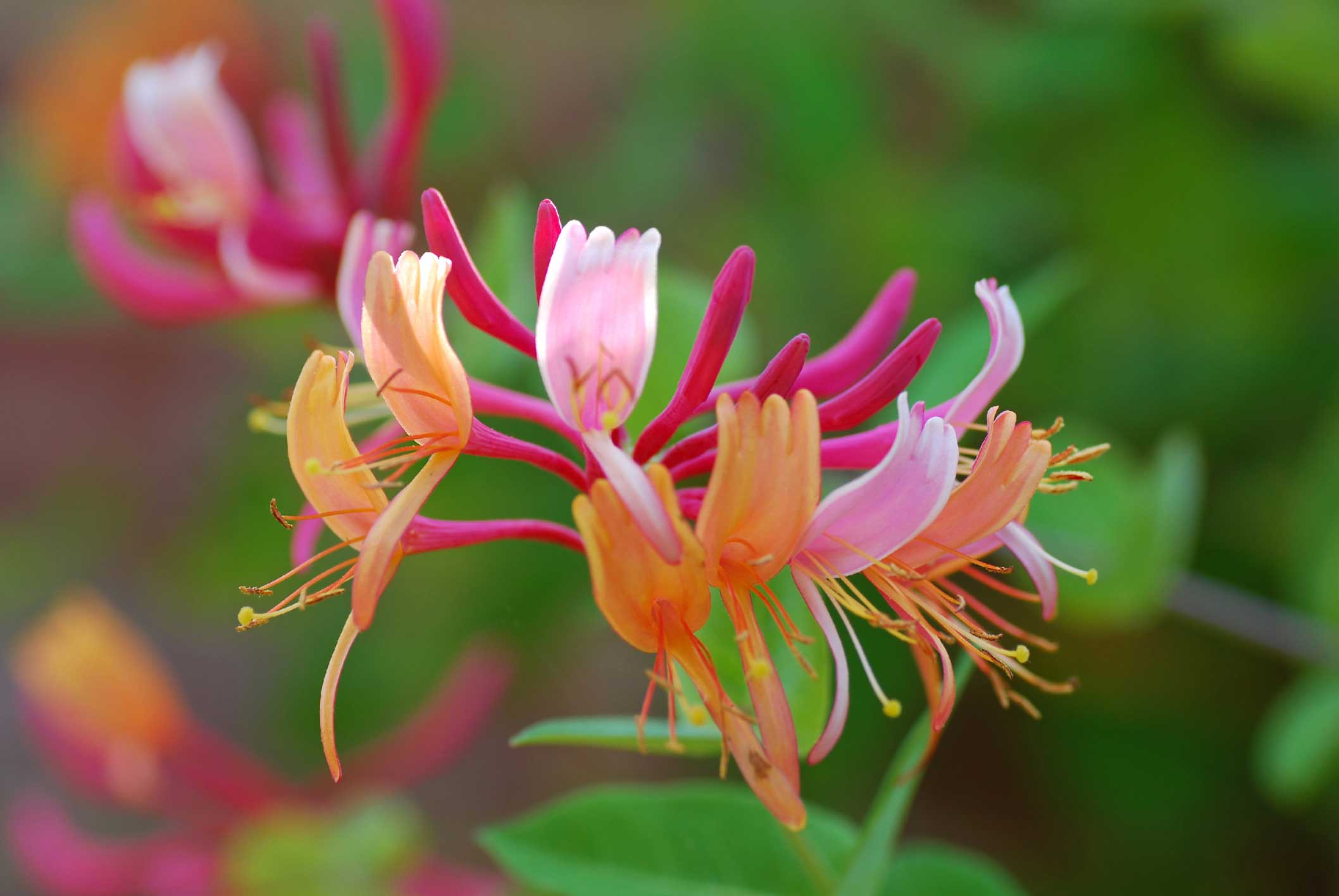Honeysuckle Essential Oil