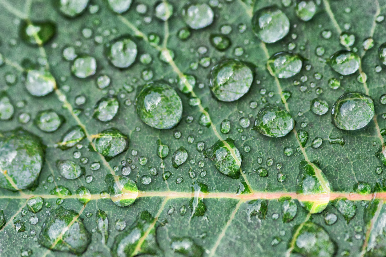 iStock-882399160.jpg