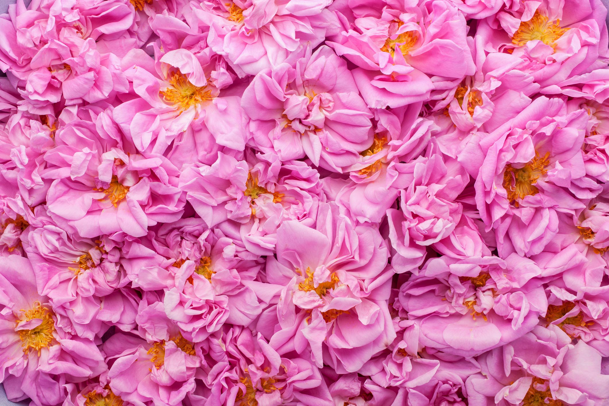 Rosa Damascena Flower