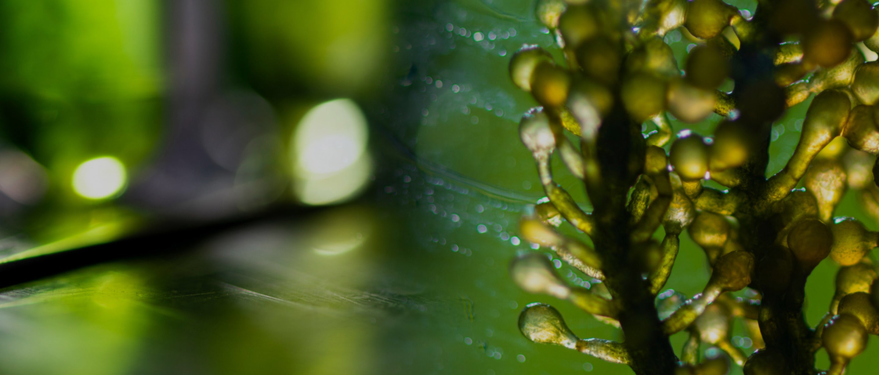 Prebiotics: Skin Microbiome 101 – Aleavia