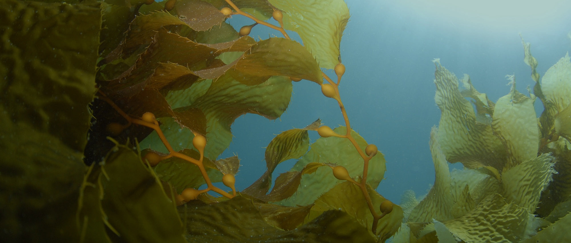 sea-kelp.jpg